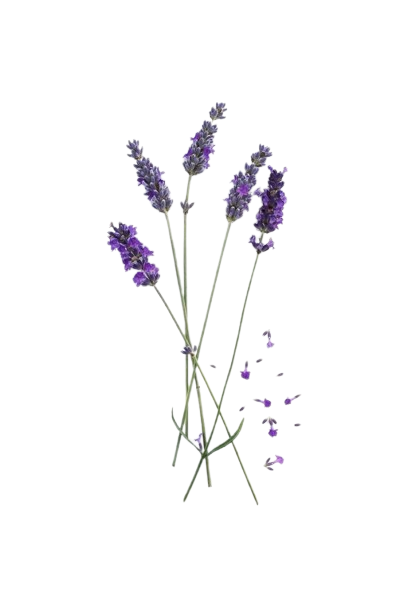 How_To_Grow_Your_Own_Cocktail_Garden-removebg-preview